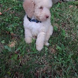 Goldendoodle and Labradoodle Puppies from Oodles of doodles nw ga