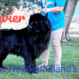 Xavier - Newfoundland