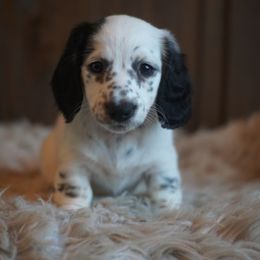 Dachshund Puppies from Dachshund Den