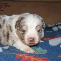 Miles - Red merle male Miniature Australian Shepherd puppy in Patterson, North Carolina from DreamLine Aussies