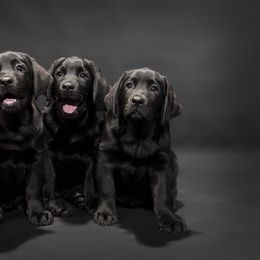 Labrador Retriever Puppies from Tried & True Labradors