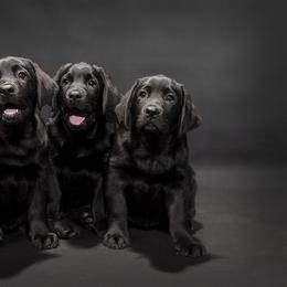Labrador Retriever Puppies from Tried & True Labradors