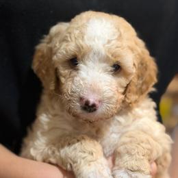 Yellow collar - Apricot female Goldendoodle puppy in Mc Cook, Nebraska from Powers Doodles