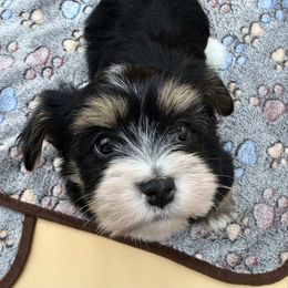 Milo - Black and tan male Havanese puppy in Wappapello, Missouri from Titanium Havanese LLC