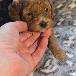 Candy Cane - Red female Cavapoo puppy in Conklin, Michigan from Lake Michigan Couture Cavapoos & Cockapoos