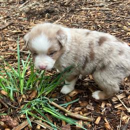 Amber - Red merle female Miniature Australian Shepherd puppy in Priest River, Washington from Offgrid Aussies