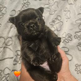 Clover - Black and white female French Bulldog puppy in Bend, Oregon from High Lakes Frenchies