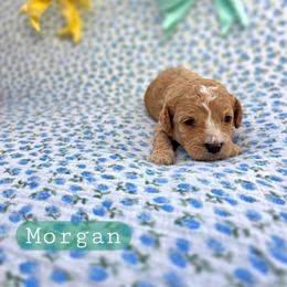 Morgan - male Cavapoochon puppy in Bullard, Texas from Cavapoochon Central LLC