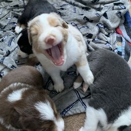 Australian Shepherd Puppies from Sunshine State Australian Shepherds