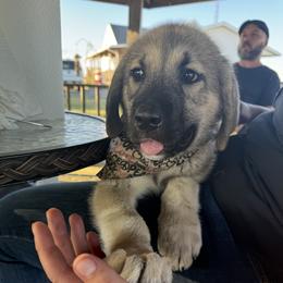 Anatolian Shepherd Dog Puppies from Mcginnis Guardian Dogs
