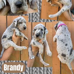 BRANDY - Merle female Great Dane puppy in Bolivar, New York from Prophecy Danes