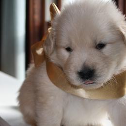 Golden Retriever Puppies from Darby Hill Goldens