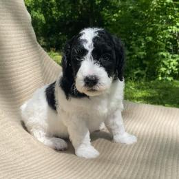 Strudel - Black and white female Sheepadoodle puppy in Columbia, Tennessee from Primrose Cottage Puppies