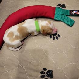 Boy 2 - White and orange male Brittany puppy in Houston, Texas from Free Range Bird Dogs
