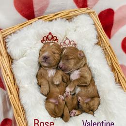 Rose or Valentine - Red  female Goldendoodle puppy in Farmington, Utah from Happy Day Doodles