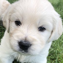 Golden Retriever, Poodle, and Shih Tzu Puppies from Shih Tzu Castle & Platinum Paws