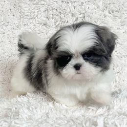 AKC pebbles - Blue and white male Shih Tzu puppy in Greenville, South Carolina from Babyface Shih Tzu