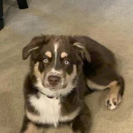 Australian Shepherds from Painted Raven farm