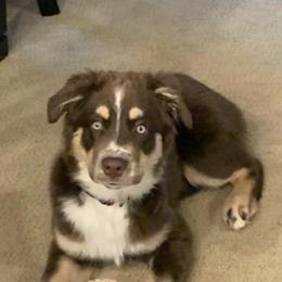 Australian Shepherds from Painted Raven farm