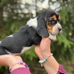 Male 4 - Black brown and white male Basset Hound puppy in Lindley, New York from Hill Top Basset Hounds & Cane Corso