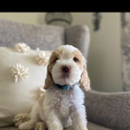 Australian Labradoodle Puppies from Daff-O-Doodles