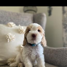 Australian Labradoodle Puppies from Daff-O-Doodles