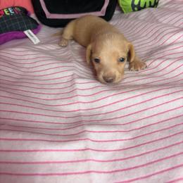 Bentley - Cream male Dachshund puppy in Lake City, Florida from My Ditzy Doxies of Florida