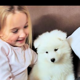 Samoyed Puppies from OrangeLine Samoyeds