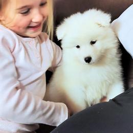 Samoyed Puppies from OrangeLine Samoyeds