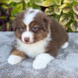 Fannie - Red tri-color female Australian Shepherd puppy in Sedalia, Missouri from Affinity Aussies