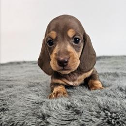 Chocolate and tan female 1 - Chocolate and tan female Dachshund puppy in Belle Rive, Illinois from Akin's Miniature Dachshunds, LLC