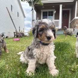 Poseidon - Merle male Bernedoodle puppy in Castle Rock, Colorado from South Denver Bernedoodles