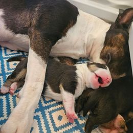 Kermit - Black tan and white male Miniature Bull Terrier puppy in Hollywood, Florida from Mini Bull Lane