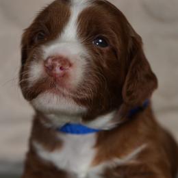 Rip - Red male Australian Labradoodle puppy in Fontana, California from Glory Labradoodle’s
