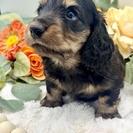 Flick - Black and cream male Dachshund puppy in Exeter, California from Sawtooth Miniature Dachshunds