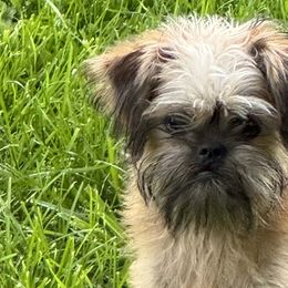 Brussels Griffons and Shih Tzus from Full of Shih Tzus