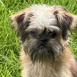 Brussels Griffons and Shih Tzus from Full of Shih Tzus
