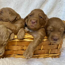 Goldendoodles from Rezapour Doodle Estate