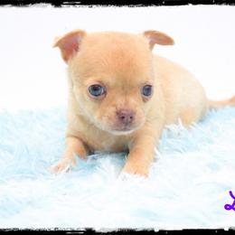 Lily - Merle female Chihuahua puppy in Demorest, Georgia from Sourpatch Chihuahuas