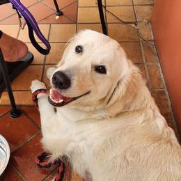 Golden Retriever puppies from Heart and Soul Dog Breeding, Inc.
