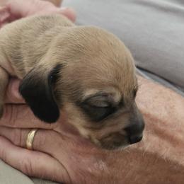 Dachshund Puppies from Happy Acres  Miniature Dachshunds
