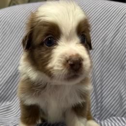 RMM5 - Red merle male Toy Australian Shepherd puppy in Pryor Creek, Oklahoma from DK’s Littles & Co