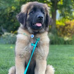 Leonberger Puppies from Magnolia Leos