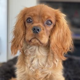 Cavalier King Charles Spaniels from Postma’s Puppies