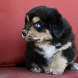 Australian Shepherd, Miniature American Shepherd, Miniature Australian Shepherd, and Toy Australian Shepherd Puppies from Painted Blue Aussies