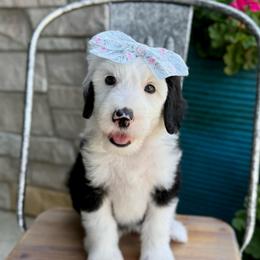 Lamb Chop - Black and white female Sheepadoodle puppy in Adams, Nebraska from Boxcar Doodles and Poodles