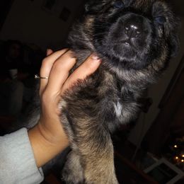 German Shepherd Puppies from Hacker Haus GSDs