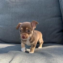 Cable - Chocolate and tan male Chihuahua puppy in Alvord, Texas from Gift of Gods Favor