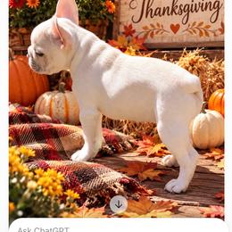 Ellie - White female Bulldog puppy in Palmyra, New York from Rockee Top Bulldogs