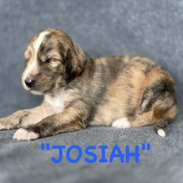 Josiah - Silver male Afghan Hound puppy in Kona, Hawaii from "Hounds of Heaven" - Afghan Hounds